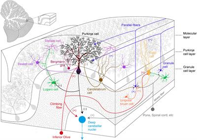 Cerebellar Development and Circuit Maturation: A Common Framework for Spinocerebellar Ataxias